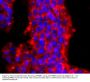 Anti-PRMT1 Antibody