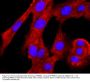 Anti-PRMT1 Antibody