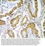Anti-PRMT1 Antibody Picoband®