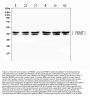 Anti-PRMT1 Antibody Picoband®
