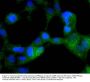 Anti-AMPK Alpha 2 (Phospho-S345) PRKAA2 Antibody