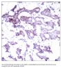 Anti-Elk1(Ab-389) Antibody