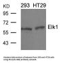 Anti-Elk1(Ab-389) Antibody
