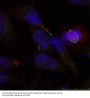 Anti-Elk1(Ab-389) Antibody
