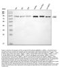 Anti-FES Antibody Picoband®