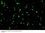 Anti-Raptor Rptor Antibody