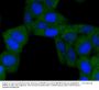 Anti-BNIP3 Antibody