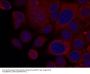 Anti-p70 S6 Kinase (Ab-411) RPS6KB1 Antibody