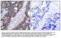 Anti-p70 S6 Kinase (Ab-411) RPS6KB1 Antibody
