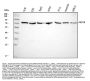 Anti-ABCG8 Antibody PicobandÂ®