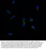 Anti-ABCG8 Antibody PicobandÂ®