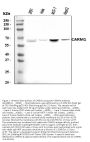Anti-CARM1 Antibody Picoband®