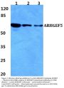Anti-ARHGEF5 Antibody