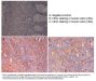 Anti-CD31 PECAM1 Antibody