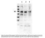 Anti-CD31 PECAM1 Antibody