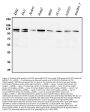 Anti-PI3K-gamma/PIK3CG Antibody Picoband®
