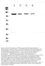 Anti-RPGR Antibody Picoband®