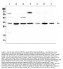 Anti-RPS3 Antibody Picoband®