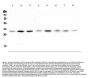 Anti-RPS3 Antibody Picoband®