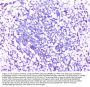 Anti-RPS3 Antibody Picoband®