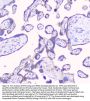 Anti-RPS3 Antibody Picoband®