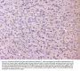 Anti-RPS3 Antibody Picoband®