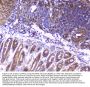 Anti-RPS3 Antibody Picoband®