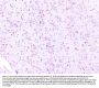 Anti-RPS3 Antibody Picoband®