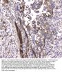 Anti-MAP1LC3A Antibody Picoband®