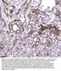 Anti-MAP1LC3A Antibody Picoband®