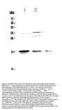 Anti-MAP1LC3A Antibody Picoband®
