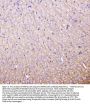 Anti-MAP1LC3A Antibody Picoband®