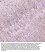 Anti-MAP1LC3A Antibody Picoband®