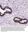 Anti-MAP1LC3A Antibody Picoband®