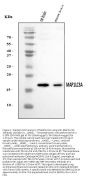 Anti-MAP1LC3A Antibody Picoband®