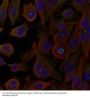 Anti-LC3a MAP1LC3A Antibody