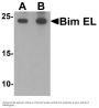 Anti-Bim EL BCL2L11 Antibody