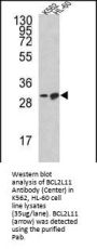 Anti-BCL2L11 Antibody (Center)