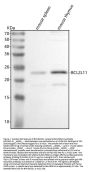 Anti-Bim/Bcl2l11 Antibody Picoband®