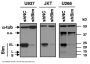 Anti-Bim BCL2L11 Antibody