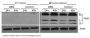 Anti-Bim BCL2L11 Antibody