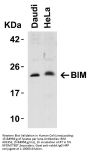Anti-Bim BCL2L11 Antibody