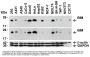 Anti-Bim BCL2L11 Antibody