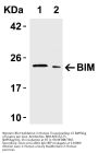 Anti-Bim BCL2L11 Antibody