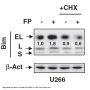 Anti-Bim BCL2L11 Antibody