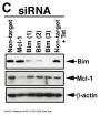 Anti-Bim BCL2L11 Antibody