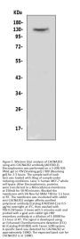 Anti-CACNA2D2 Antibody Picoband®