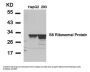 Anti-S6 Ribosomal Protein(Ab-235) RPS6 Antibody