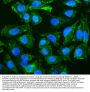 Anti-Caveolin-2/CAV2 Antibody Picoband®