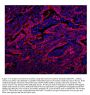 Anti-Caveolin-2/CAV2 Antibody Picoband®